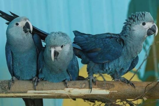 Exotic Parrots For Sale