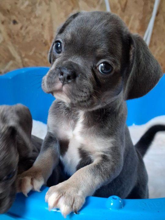 Exotic pug beautiful pupies