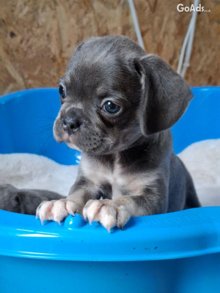 Exotic pug beautiful pupies