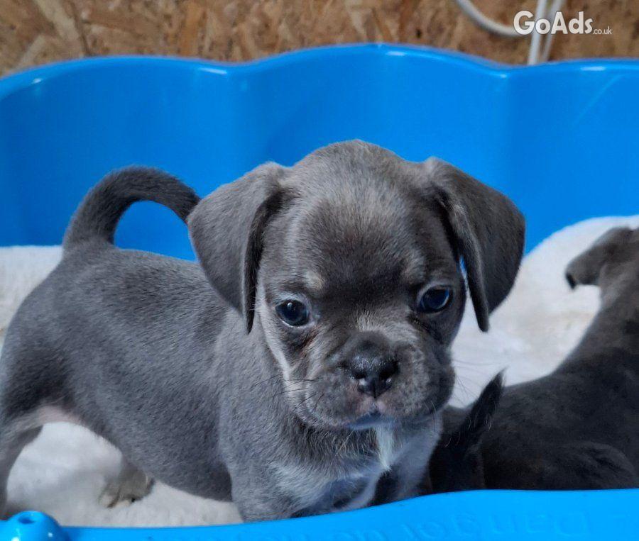 Exotic pug beautiful pupies