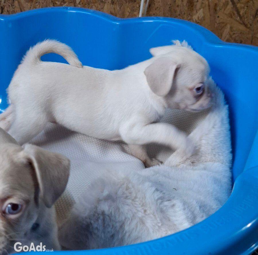 Exotic pug beautiful pupies