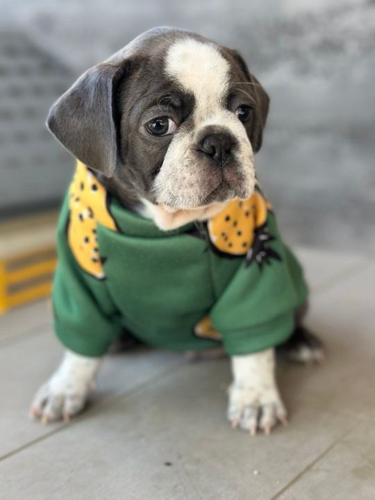 Exotic Pug for sale