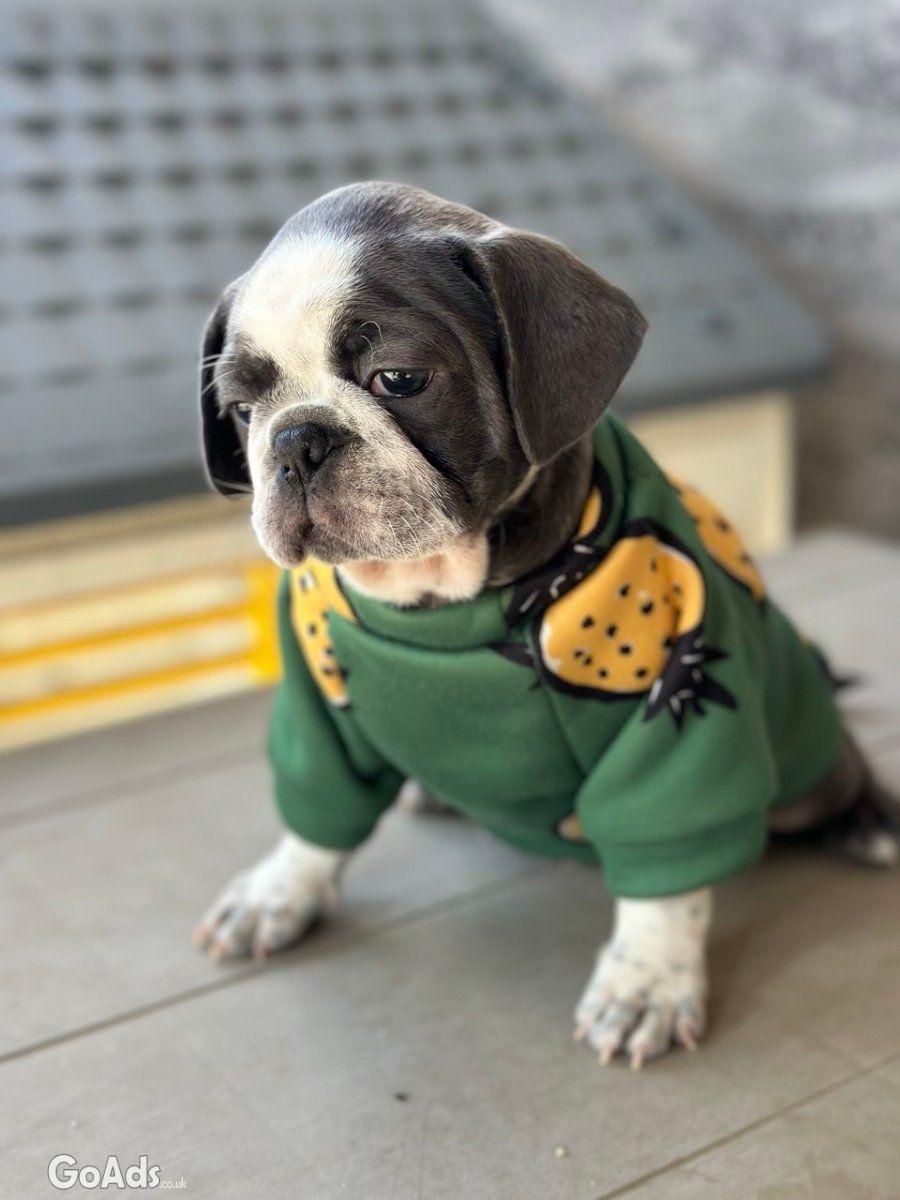 Exotic Pug for sale