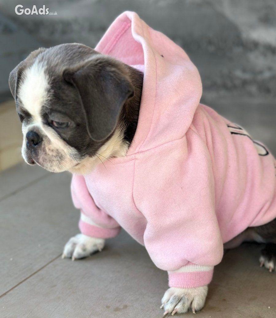 Exotic Pug for sale