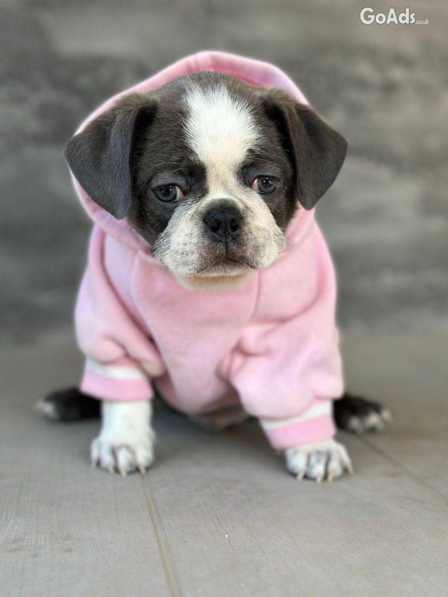 Exotic Pug for sale