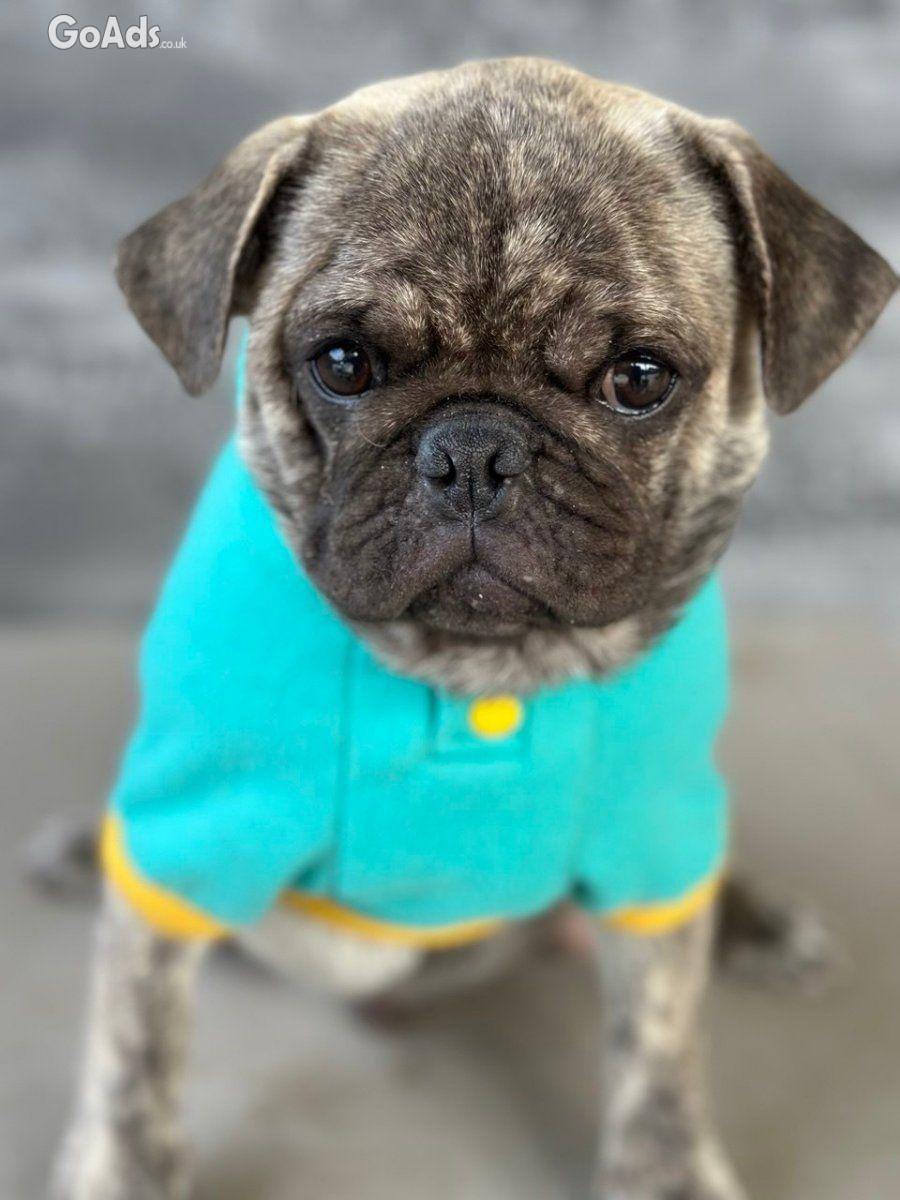 Exotic Pug for sale
