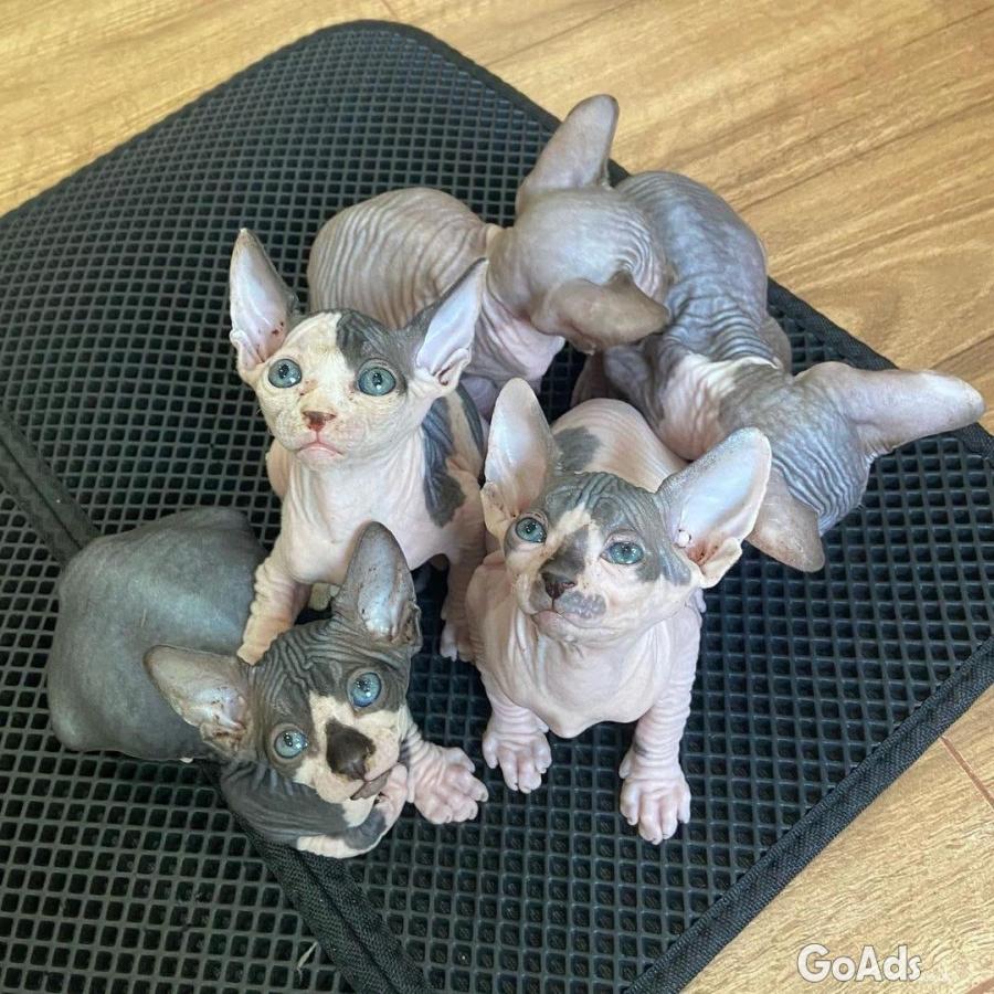 Exotic Sphynx male and female kittens
