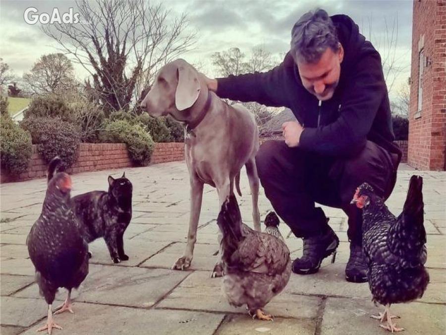 Experienced House and Pet Sitters in Norfolk