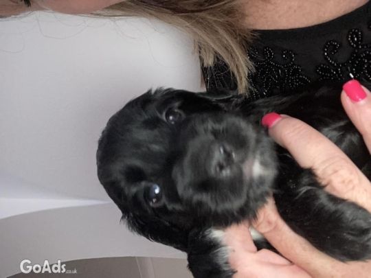 F1b cockapoo puppies for sale