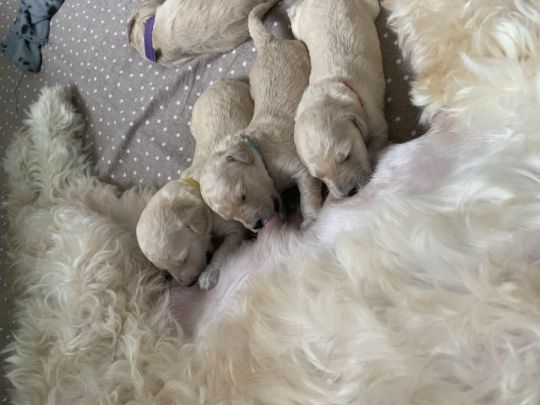 F1B LABRADOODLES