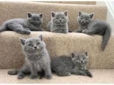 Family friendly britsh shorthair kittens