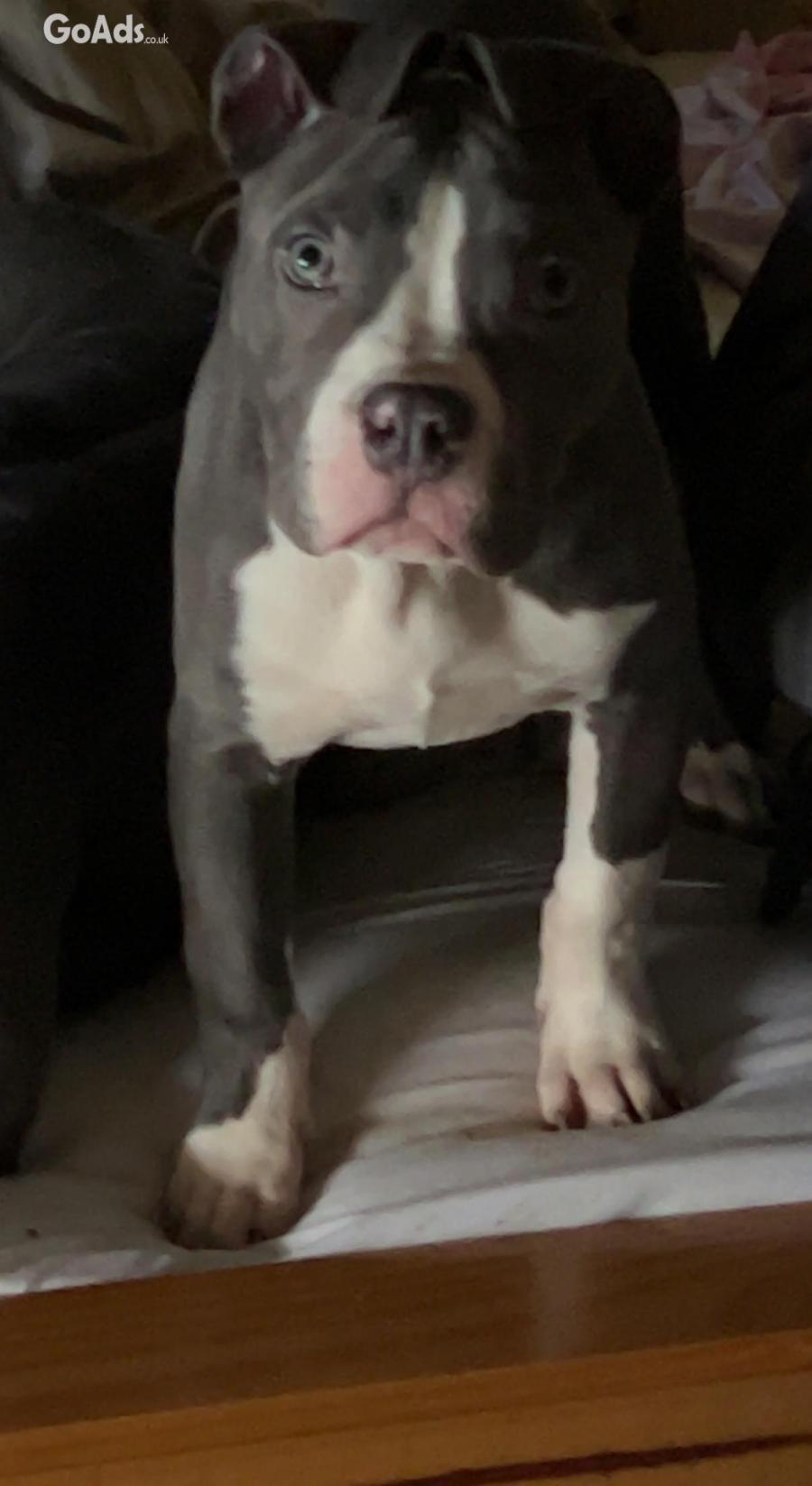 Female American bully’s for sale 