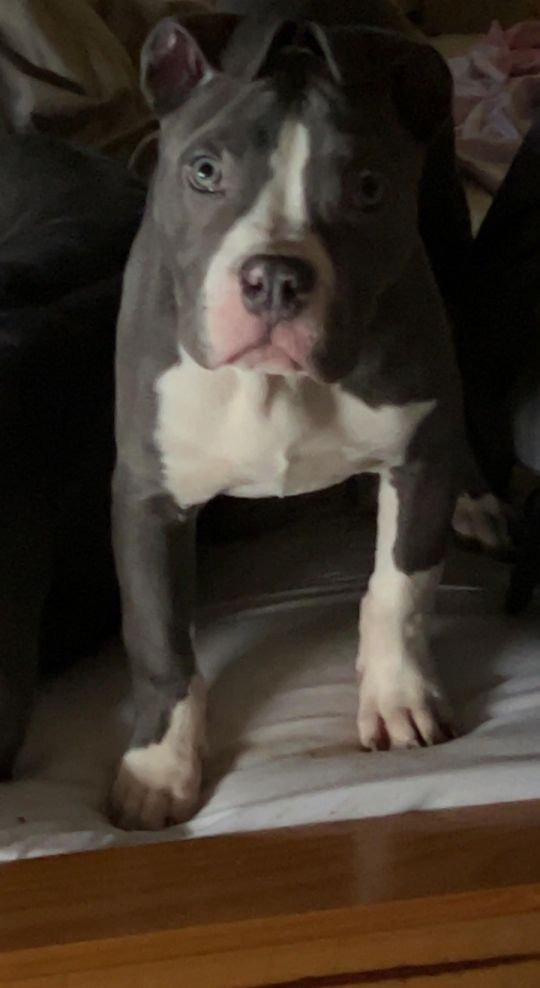 Female American bully’s for sale