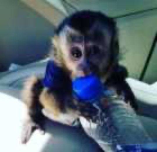 Female and male capuchin baby monkeys for sale