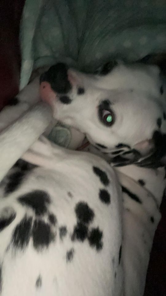 Female Dalmatian for sale