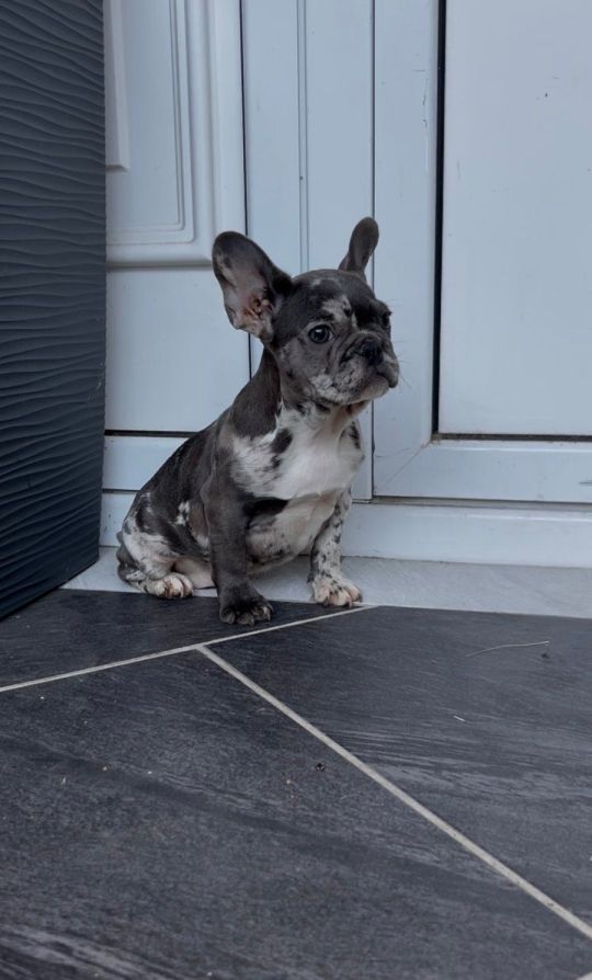 Female French bulldog