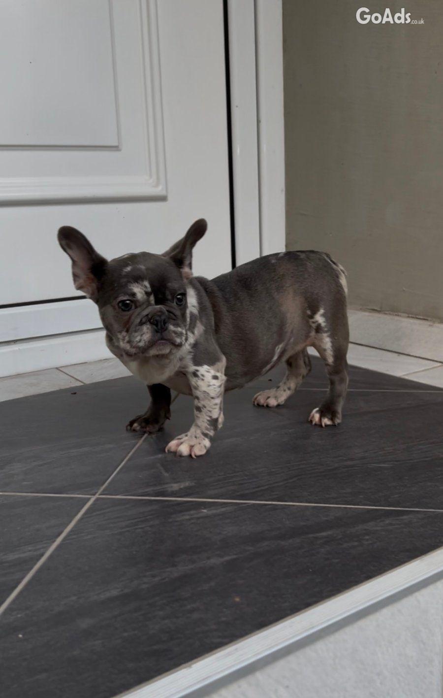 Female French bulldog