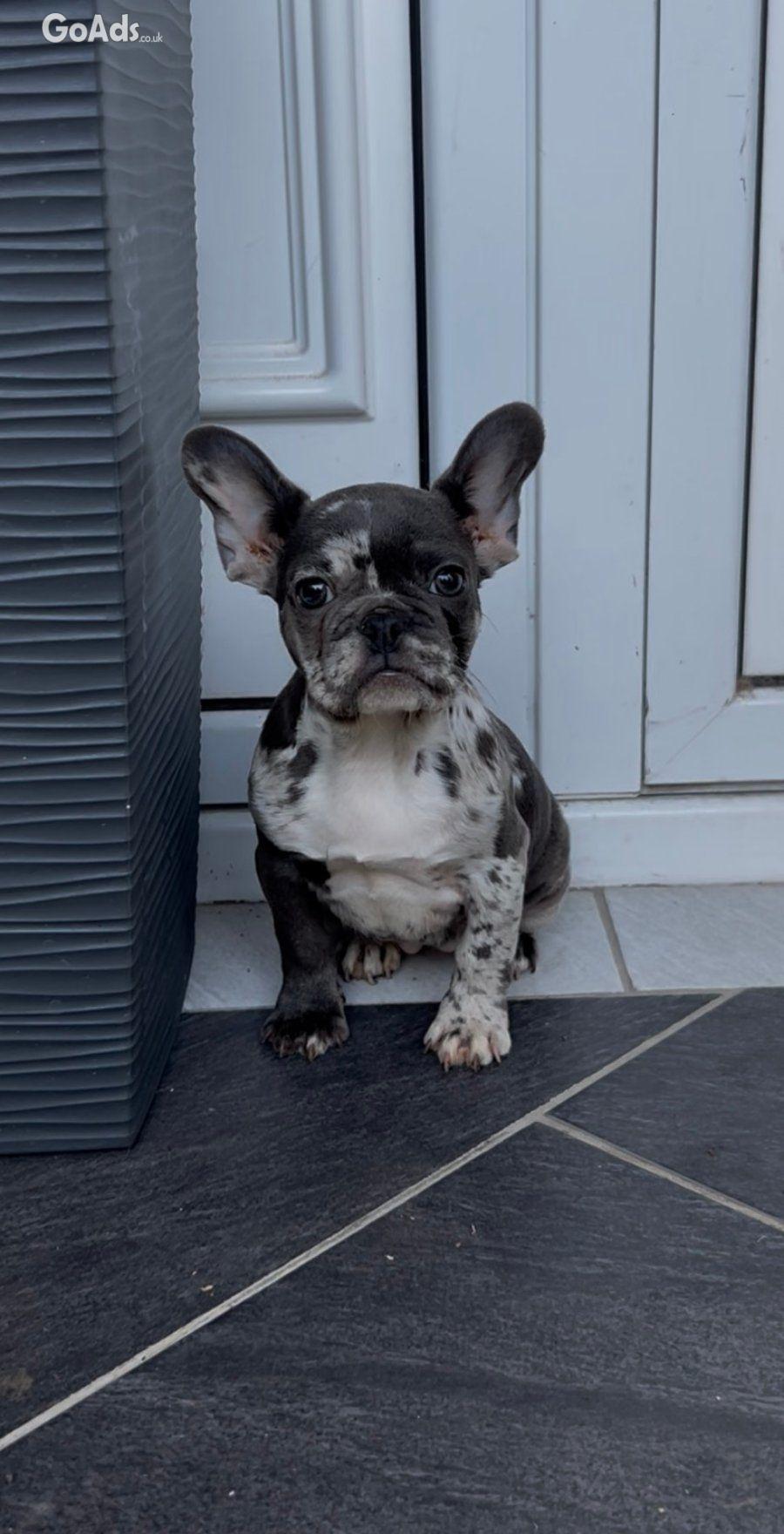 Female French bulldog