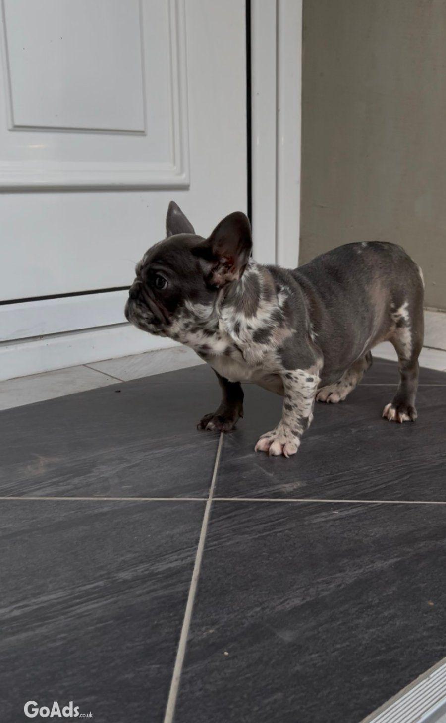 Female French bulldog