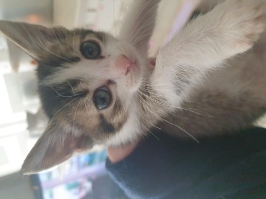 Female kittten
