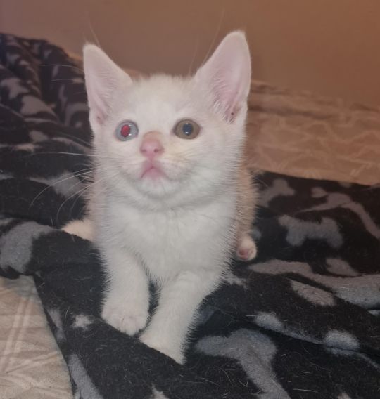 Female kittens (ready now)