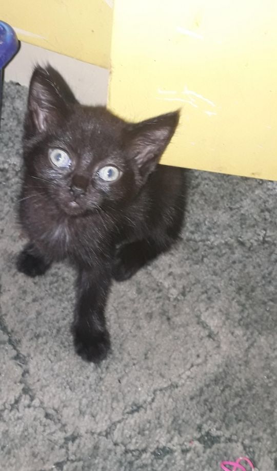 Female kittens