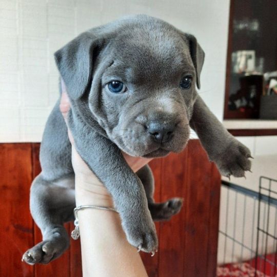 Female,And Male,Staffordshire Bull Terrier Puppies