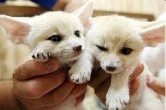 Fennec fox kittens for adoption