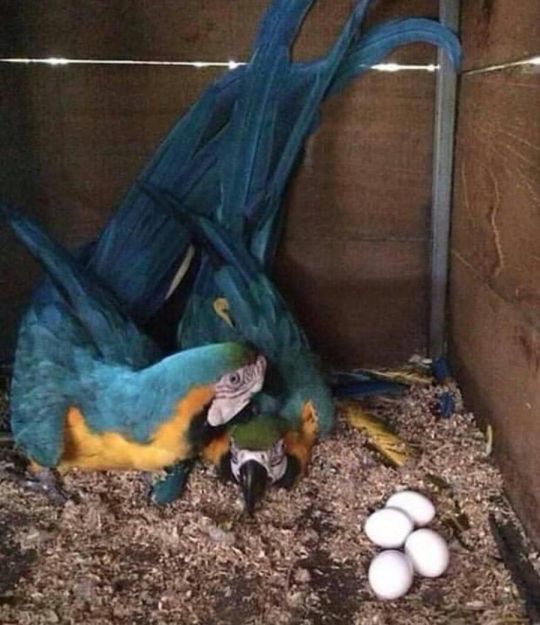 Fertile Bird Eggs For Sale