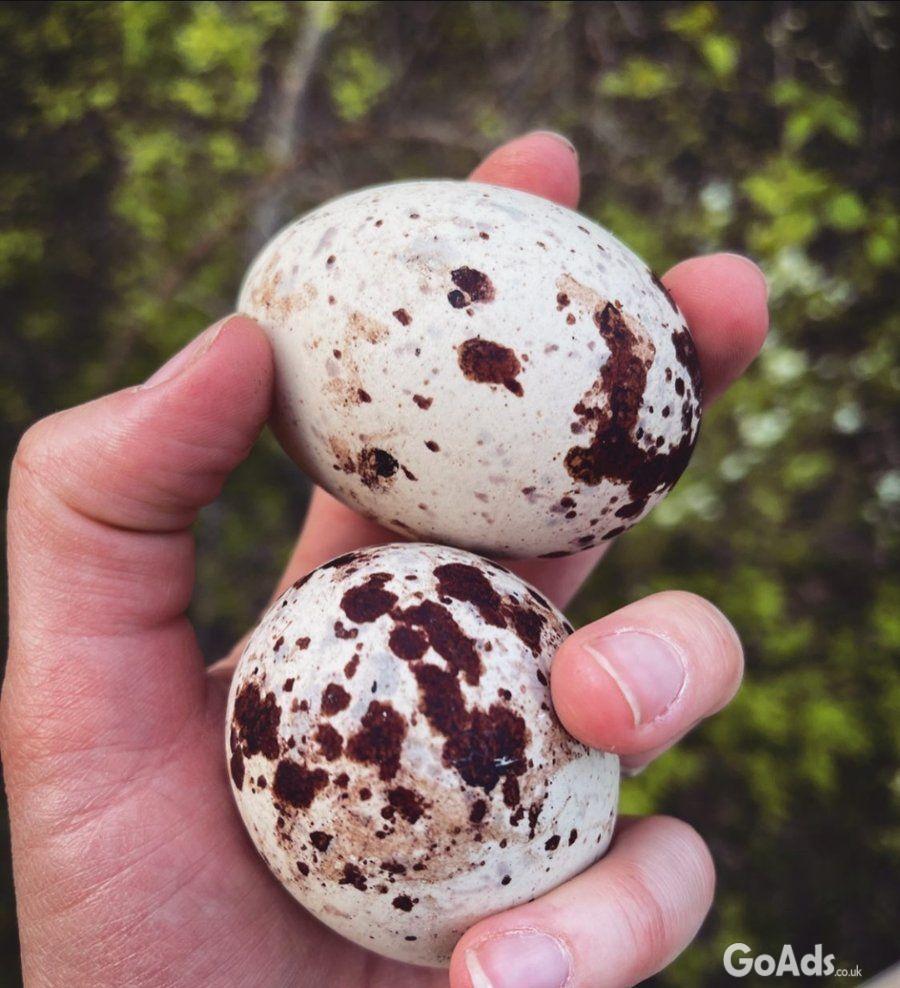 Fertile Bird Eggs For Sale
