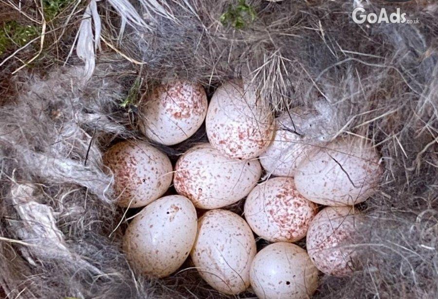 Fertile Bird Eggs For Sale
