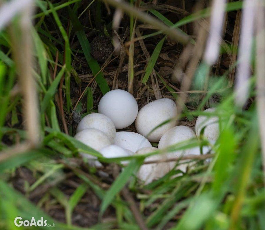 Fertile Bird Eggs For Sale