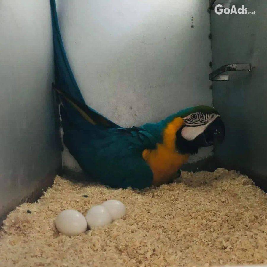 Fertile Parrot And Exotic Bird Eggs For Sale
