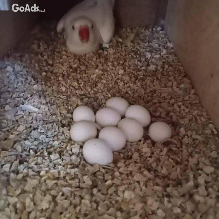 Fertile Parrot And Exotic Bird Eggs For Sale