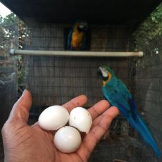 Fertile Parrot And Exotic Bird Eggs For Sale
