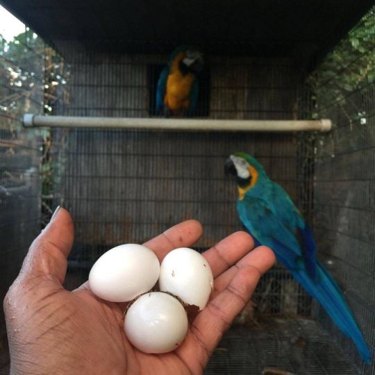 Fertile Parrot And Exotic Bird Eggs For Sale