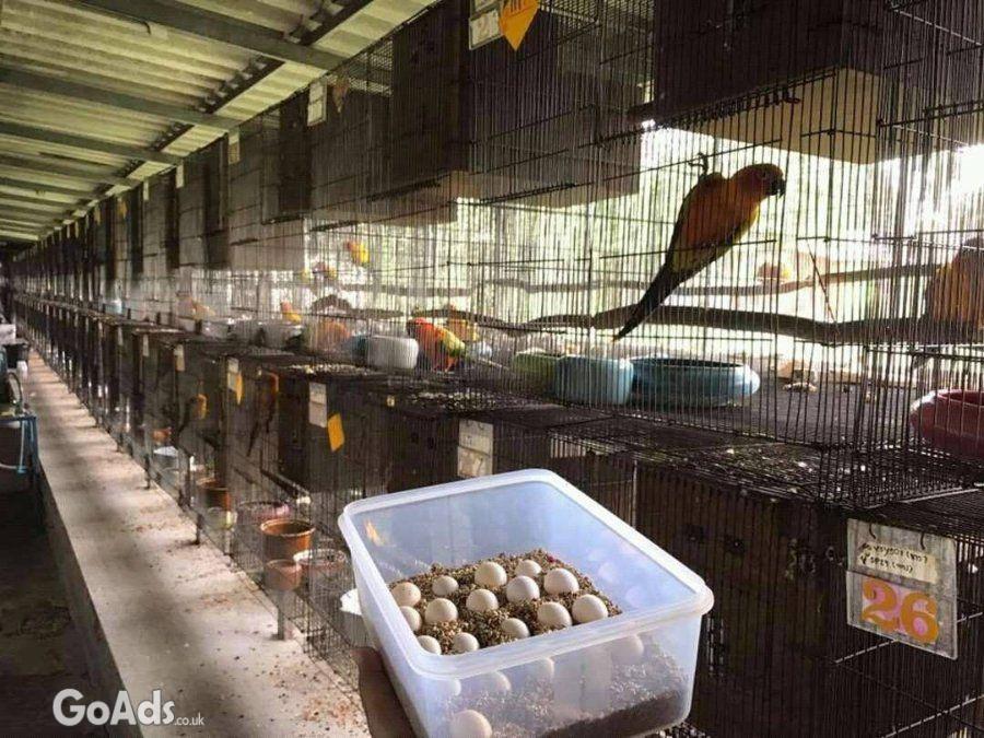 Fertile Parrot And Exotic Bird Eggs For Sale