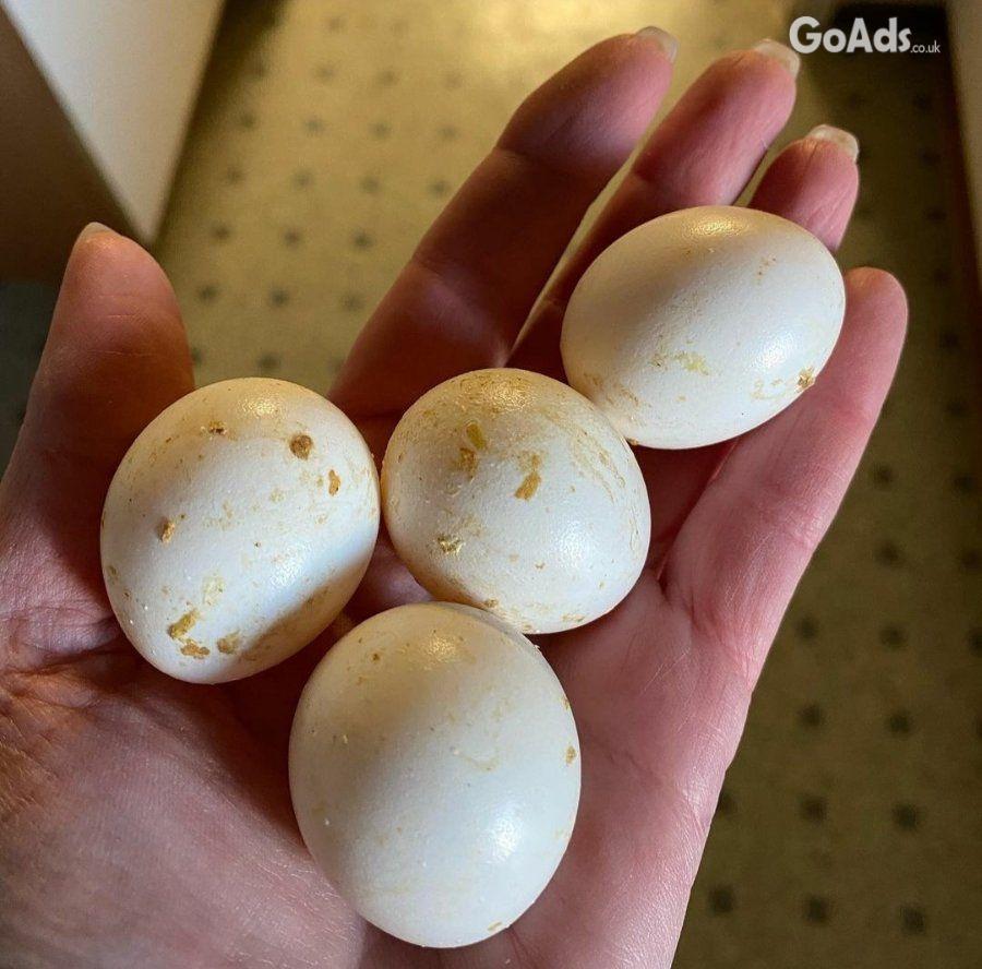 Fertile Parrot And Exotic Bird Eggs For Sale