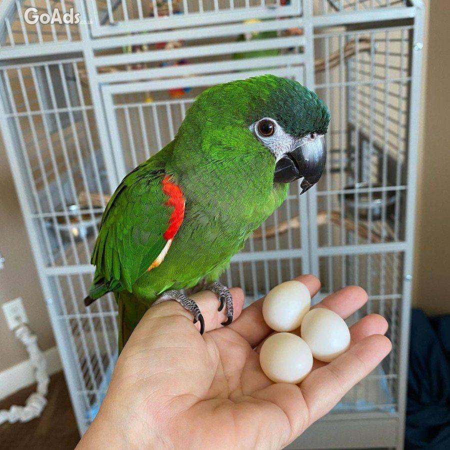 Fertile Parrot And Exotic Bird Eggs For Sale