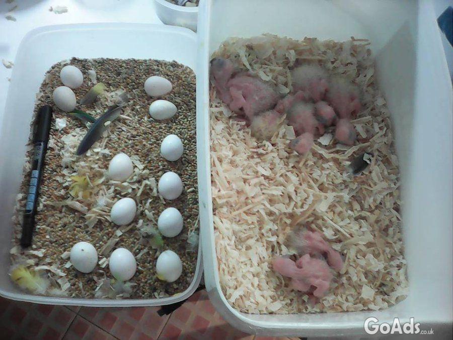 Fertile Parrot And Exotic Bird Eggs For Sale