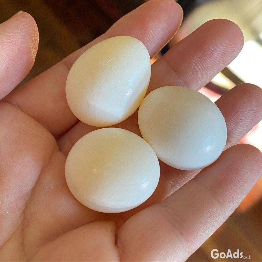 Fertile Parrot And Exotic Bird Eggs For Sale