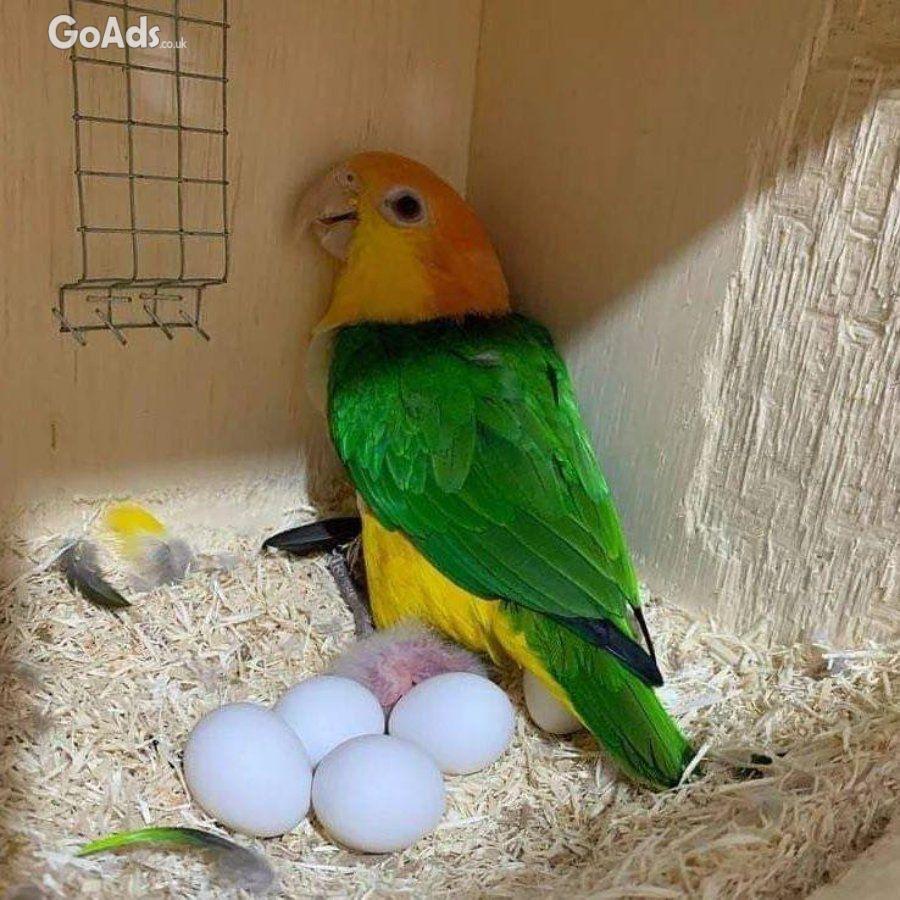 Fertile Parrot And Exotic Bird Eggs For Sale