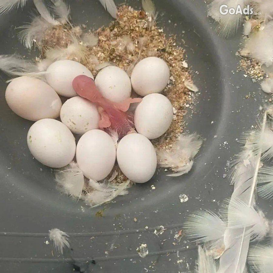 Fertile Parrot And Exotic Bird Eggs For Sale