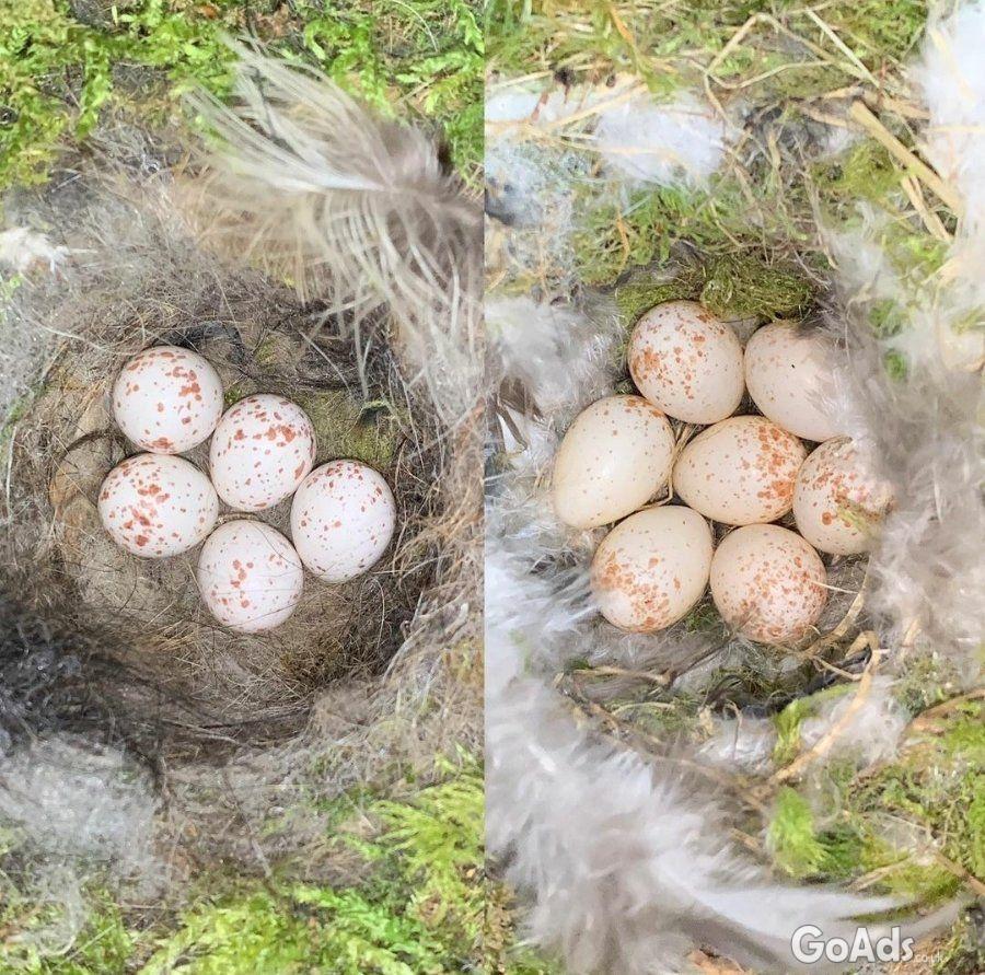 Fertile Parrot And Exotic Bird Eggs For Sale