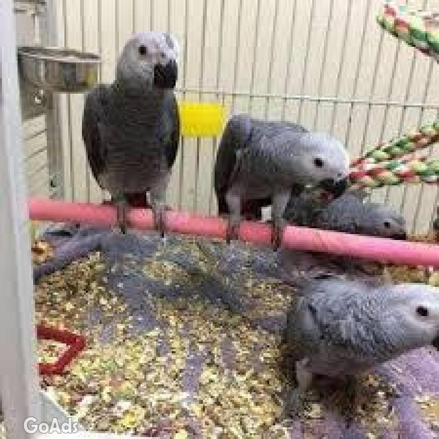 Fertile Parrot Eggs and Parrot Babies for sale.