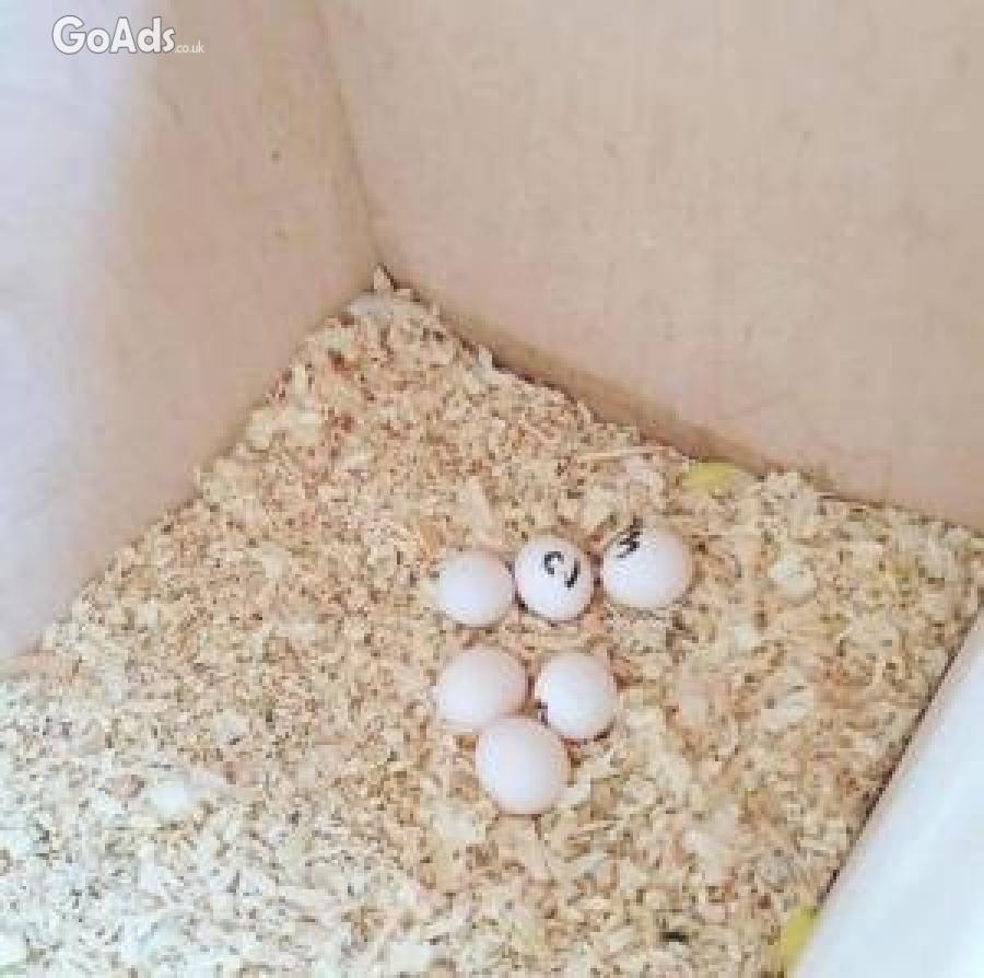 Fertile Parrot Eggs and Parrot Babies for sale.