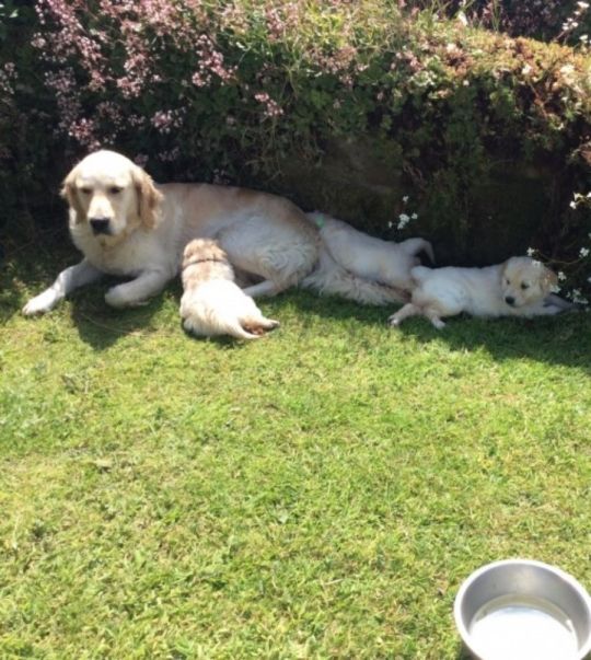 Fine Beautiful Golden Retriever Puppies Ready