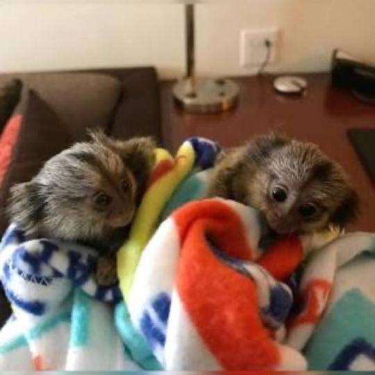 Finger MArmoset Monkeys For Sale Now