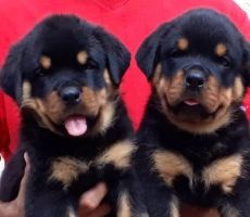 Flutty Male & Female Rottweiler Pups