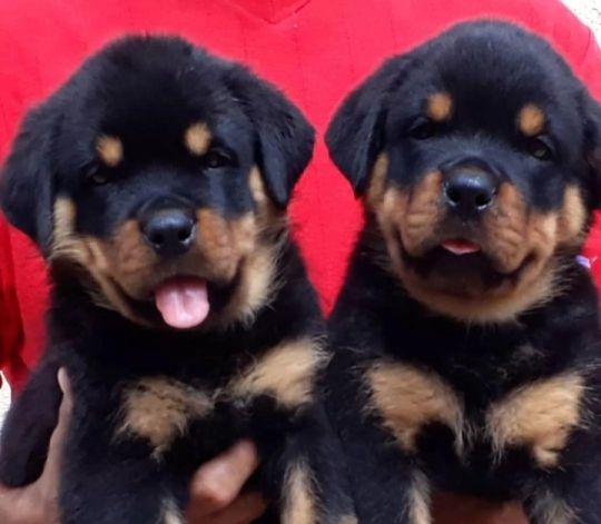 Flutty Male & Female Rottweiler Pups